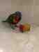 Lory / Lorikeet