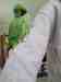 Indian Ringneck Parakeet