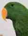 Eclectus