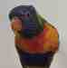Lory / Lorikeet