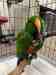 Eclectus