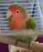 Lovebird