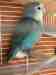 Lovebird