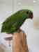 Lory / Lorikeet