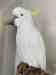 Cockatoo