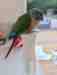 Conure