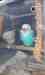 Budgerigar