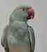Indian Ringneck Parakeet