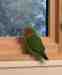 Lovebird