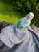 Indian Ringneck Parakeet