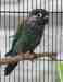 Conure