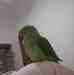 Alexandrine