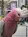 Galah Cockatoo