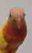 Lory / Lorikeet