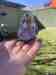 Budgerigar