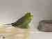 Budgerigar
