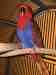 Eclectus