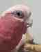 Galah Cockatoo