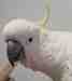 Cockatoo