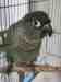 Conure