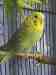 Budgerigar