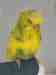 Budgerigar