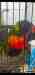 Lory / Lorikeet