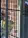 Budgerigar