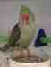 Alexandrine