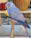 Indian Ringneck Parakeet
