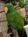 Eclectus