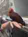 Eclectus