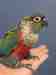 Conure