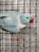 Indian Ringneck Parakeet