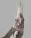 Cockatiel