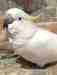 Cockatoo