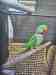 Alexandrine