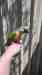 Conure