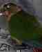 Conure