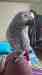 African Grey