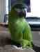 Macaw