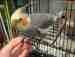 Cockatiel