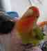 Lovebird