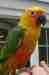 Conure