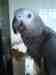 African Grey