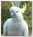 Cockatoo