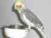 Cockatiel