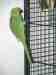 Indian Ringneck Parakeet