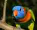 Lory / Lorikeet