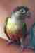 Conure